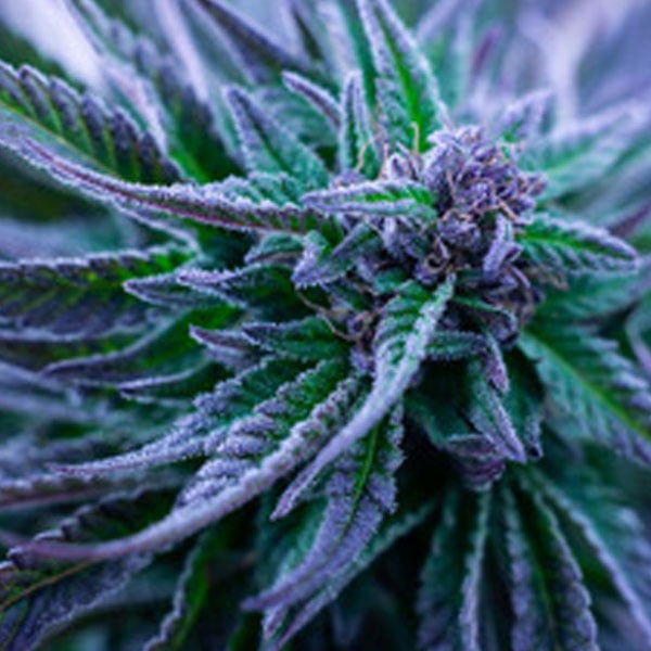 CBD Extraction image of Hemp flower